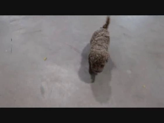 Bichpoo dogs for sale: Bichpoo Puppy 4 - Video 1