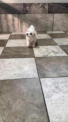 Maltese dogs for sale: Logan - Video 1