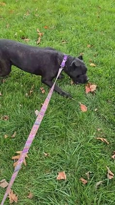 Cane Corso dogs for sale: Cane Corso Puppy 1 - Video 2