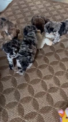 Whoodle dogs for sale: Binky - Video 1