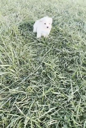 Maltipoo dogs for sale: Mr. Snow - Video 1
