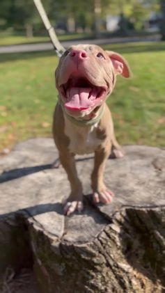 American Bully dogs for sale:  Puppy 1 - Video 2