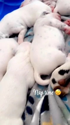 Dalmatian dogs for sale: Dalmatian Puppy Lime Green Collar - Video 1