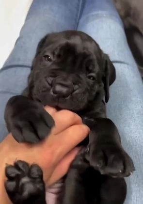 Cane Corso dogs for sale: Rocco - Video 1