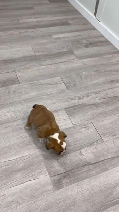 Mixed Breed dogs for sale: Duke - Video 1