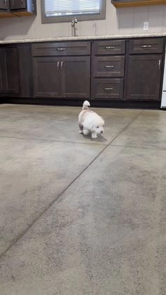 Aussiedoodle dogs for sale: Hayden - Video 1