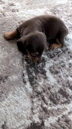 Miniature Dachshund dogs for sale: Iris - Video 1