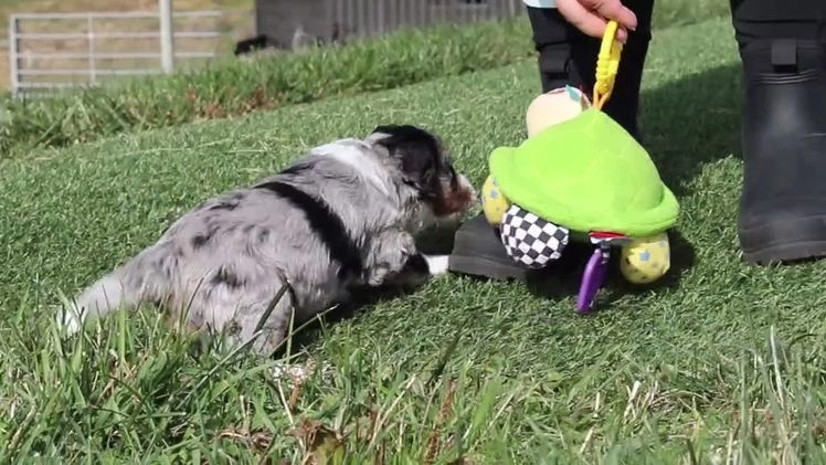 Mini Bernedoodle dogs for sale: Cade - Video 1