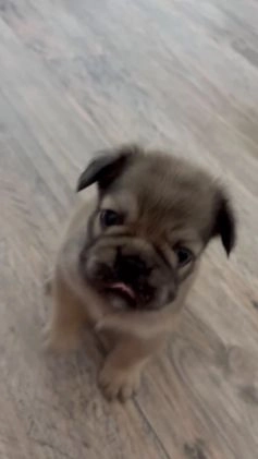 French Bulldog dogs for sale: Adira - Video 2