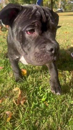 American Bully dogs for sale:  Puppy 1 - Video 3