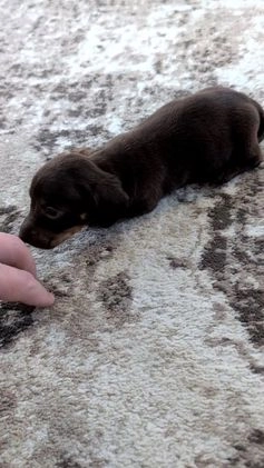 Miniature Dachshund dogs for sale: Izzy - Video 1