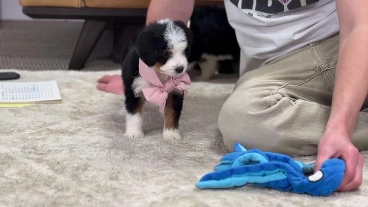 Mini Bernedoodle dogs for sale: Peach - Video 1