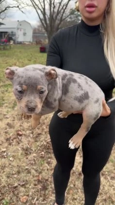 American Bully dogs for sale: Sabey  - Video 4