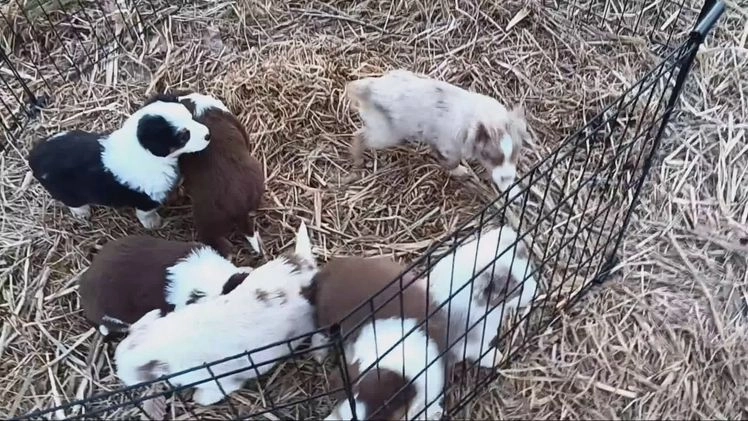 Australian Shepherd dogs for sale: Butterscotch - Video 1