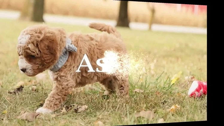 Mini Goldendoodle dogs for sale: Jack - Video 1