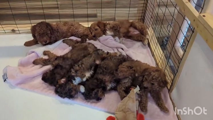 Mini Aussiedoodle dogs for sale: Hazel - Video 1