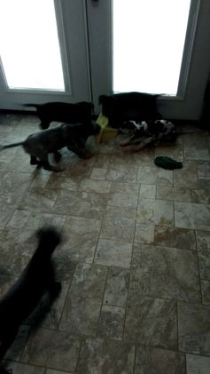 Great Dane dogs for sale: Lincoln - Video 1