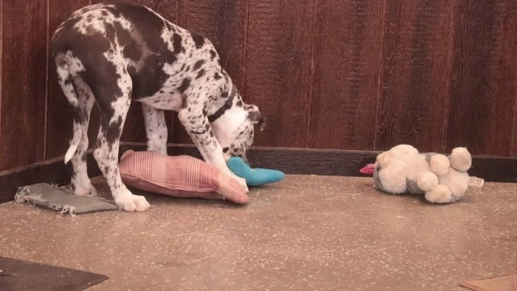 Great Dane dogs for sale: Lorelai - Video 1