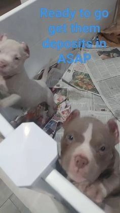 American Bully dogs for sale: American Bully Puppy 5 - Video 1