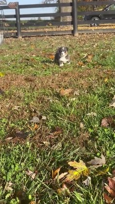 Welsh Corgi Pembroke dogs for sale: Welsh Corgi Pembroke Puppy 3 - Video 2