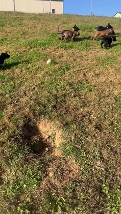 Belgian Malinois dogs for sale: Mocha ❤️alpha Akc Beauty 717-202-9120 - Video 2