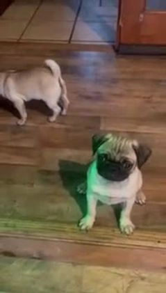 Pug dogs for sale: Oreo - Video 1