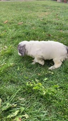 Cockapoo dogs for sale: Noel - Video 1