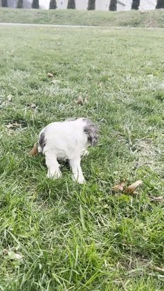 Cockapoo dogs for sale: Cedar - Video 1