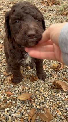 Goldendoodle dogs for sale: Marky - Video 1