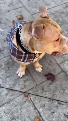 Mixed Breed dogs for sale: Mixed Breed Puppy 1 - Video 2