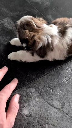 Shih Tzu dogs for sale: Talia - Video 1