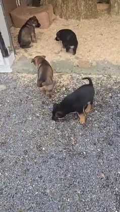 German Shepherd dogs for sale: Hunter  - Video 1