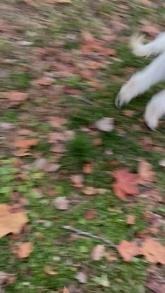 Standard Poodle dogs for sale: Standard Poodle Puppy 1 - Video 1