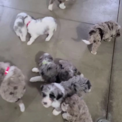 Sheepadoodle dogs for sale: Coco - Video 1