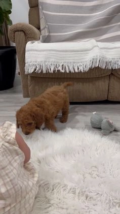 Goldendoodle dogs for sale: Jackson - Video 2