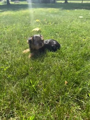 Yorkshire Terrier dogs for sale: Koby - Video 1