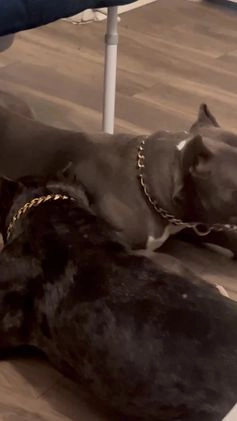 American Bully dogs for stud: Huncho The Black Merle - Video 1