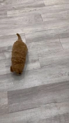 Cavapoo dogs for sale: Ben - Video 1