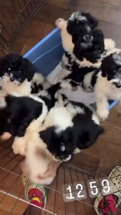 Miniature Labradoodle dogs for sale: Young - Video 1