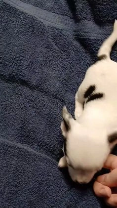 Chihuahua dogs for sale: Domino - Video 1