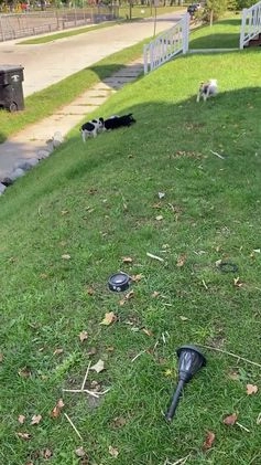 French Bulldog dogs for sale: Mercedes  - Video 1