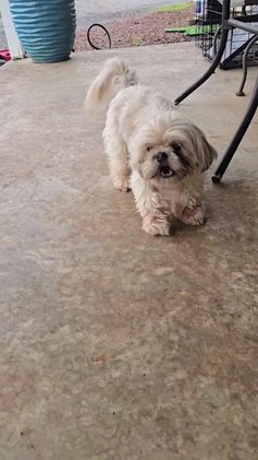 Shih Tzu dogs for stud: Rocky - Video 1