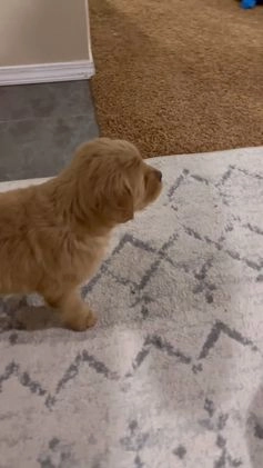 Golden Retriever dogs for sale: Nova - Video 1