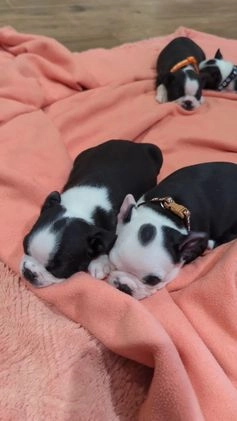 Boston Terrier dogs for sale: JOY, Boston Terrier, available for Christmas  - Video 1