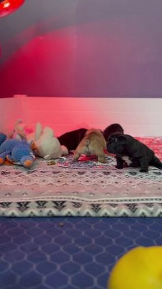 French Bulldog dogs for sale: French Bulldog Puppy 1 - Video 1