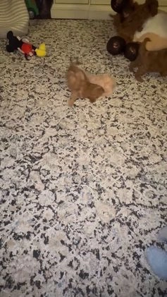 Miniature Poodle dogs for sale: Miniature Poodle Milo - Video 1