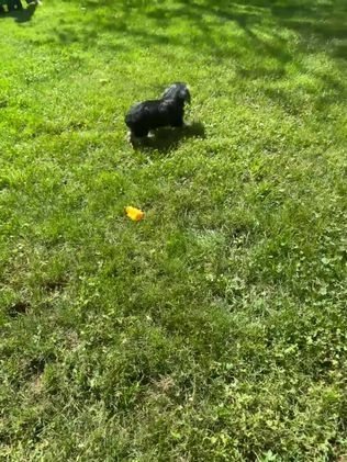 Yorkshire Terrier dogs for sale: Tarza - Video 1