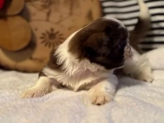 Shih Tzu dogs for sale: Noah - Video 1