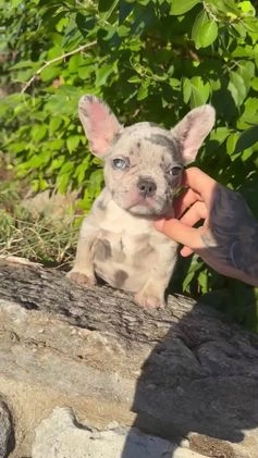 French Bulldog dogs for sale: Stormi  - Video 1