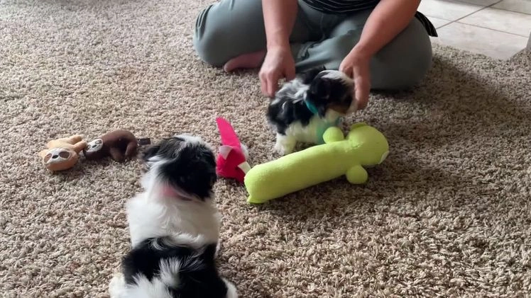 Biewer Terrier dogs for sale: Teddy - Video 1